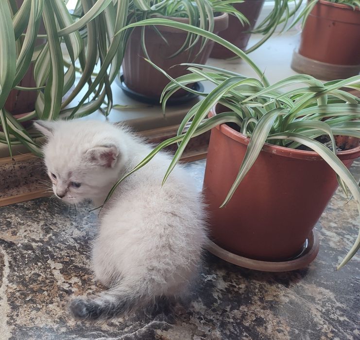 Шатланские котята
