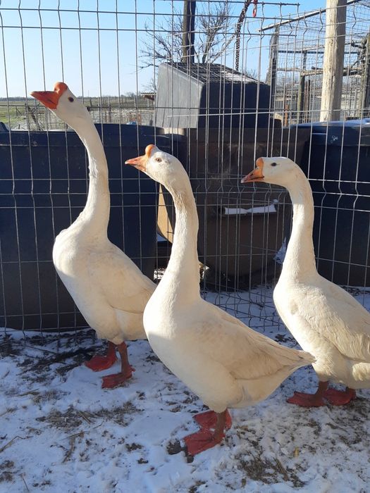 Gâște chinezești originale