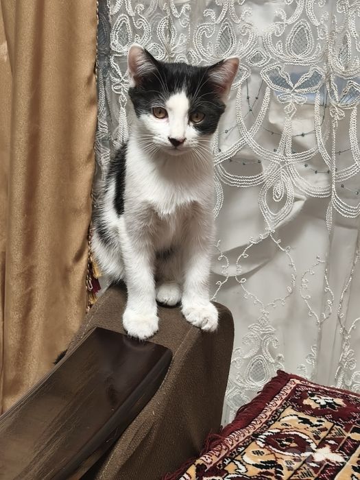 Отдам  котят в добрые руки