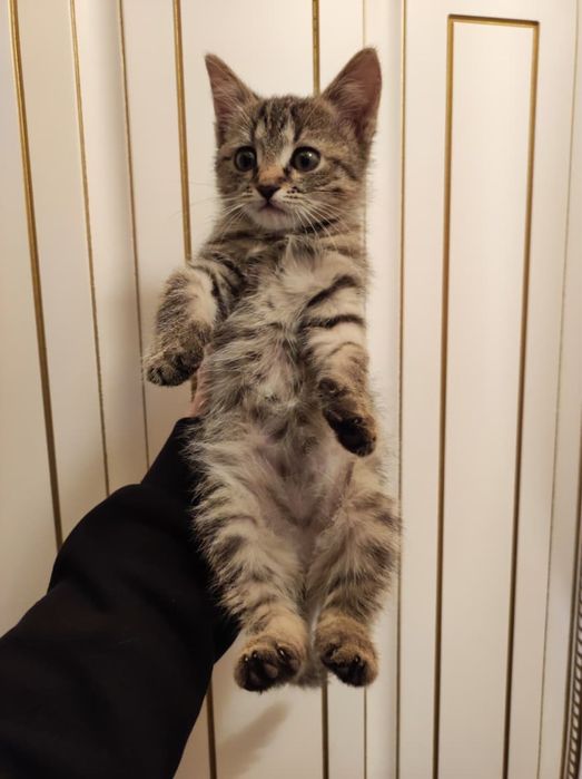 Отдам котенка в добрые руки