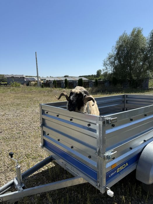 Berbec breaz foarte frumos