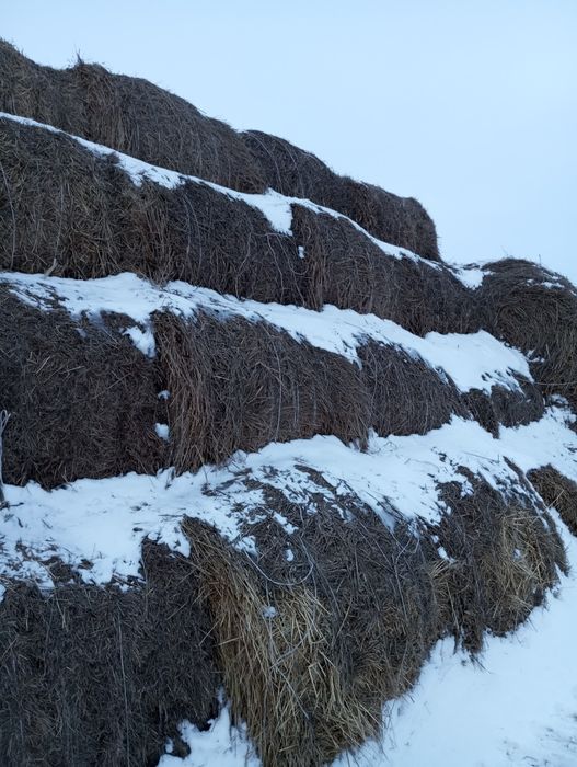 Суданка отличная