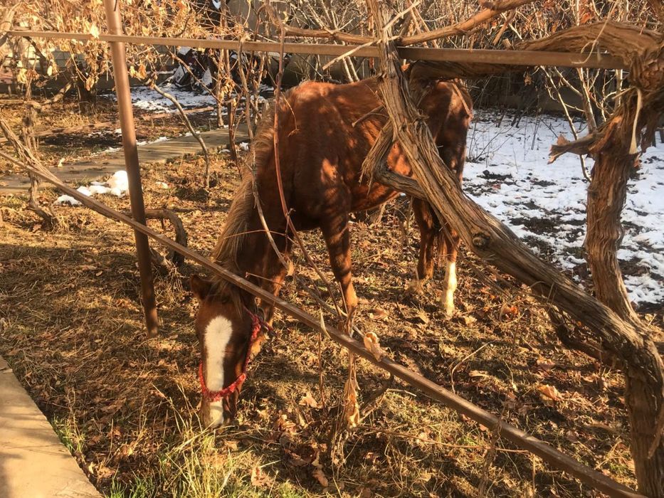 Продается лошадь / жылқы сатылады
