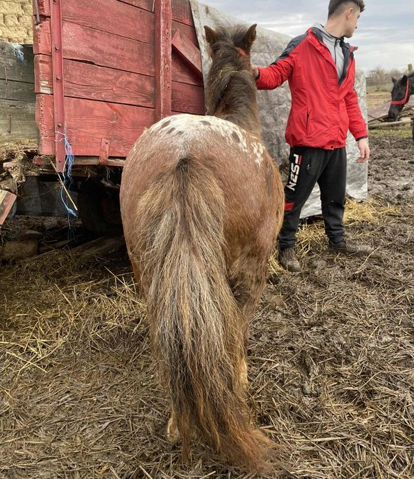 Vand poneita 5 ani gestantâ !