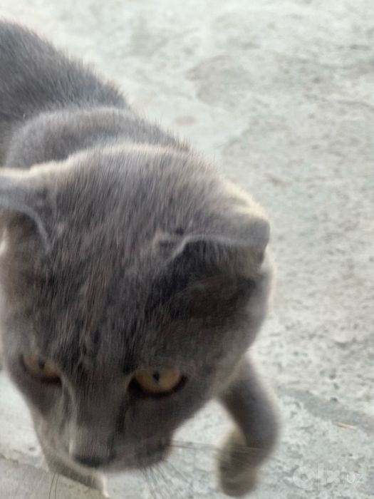 Мушук, 2 ёшли, парода скотти фолд