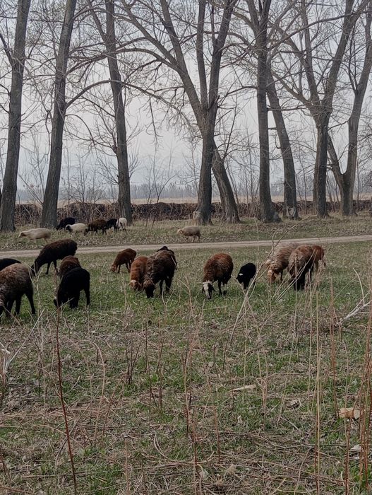 Козылы койлар сатылады