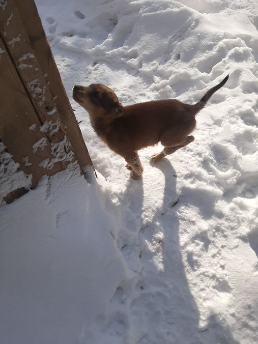 СРОЧНО ищут домик!