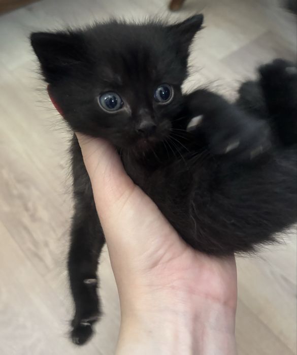 Отдам котенка(мальчик)