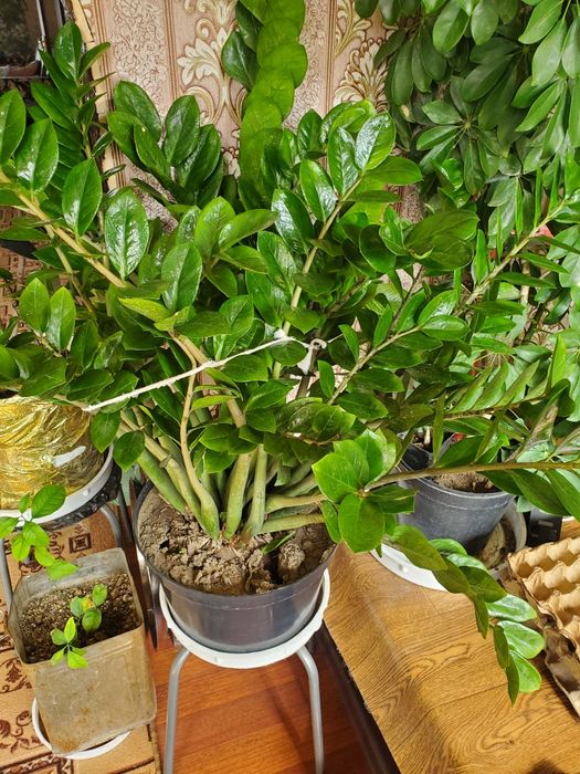 Домашние  цветы многа видов