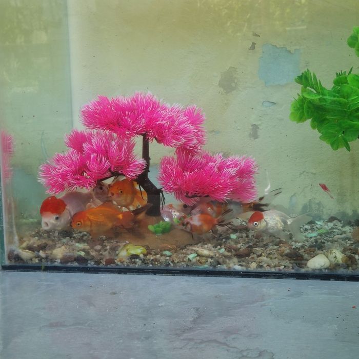 akvarium sotiladi oynali idishi baliqlari bilan