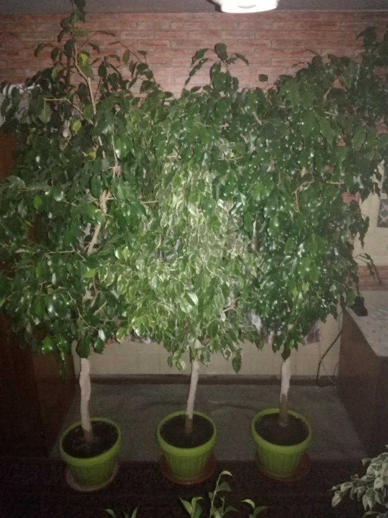 Различни видове саксийни цветя гр. Разград Център • OLX.bg