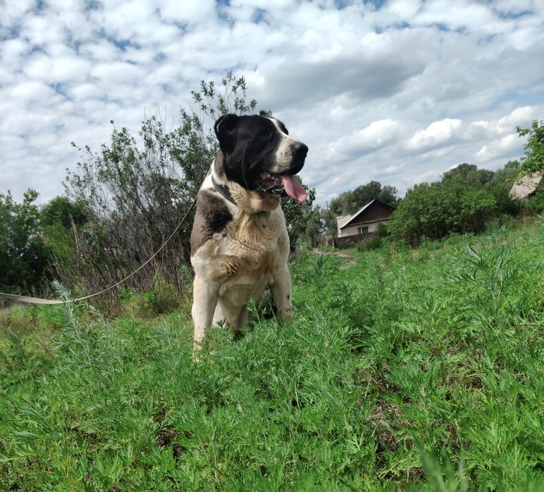 Кабель ищет подругу