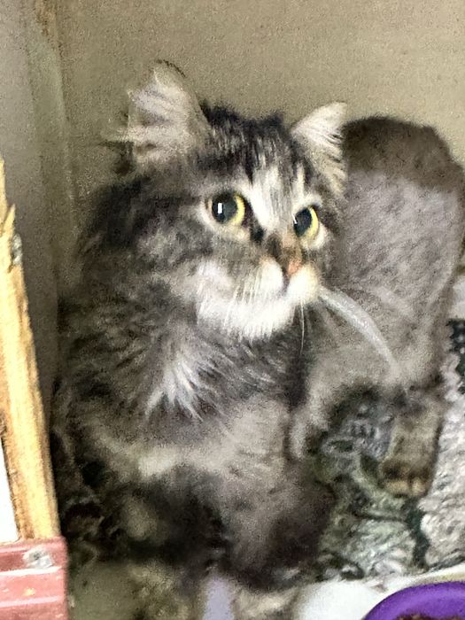 Кошечка Мурыся в добрые руки