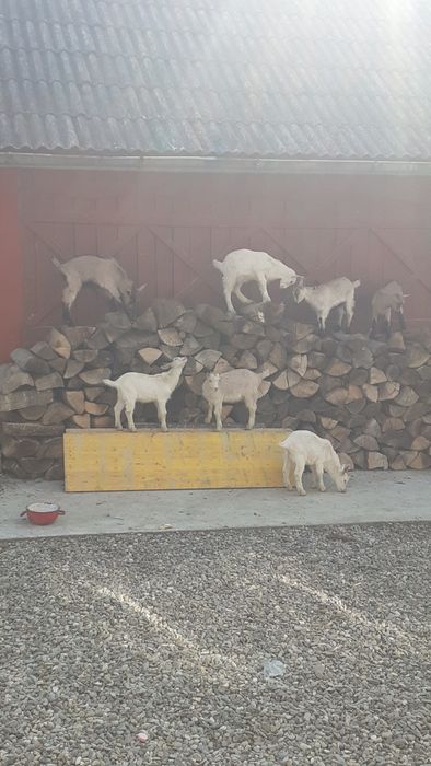 Vând iezi de 2 luni