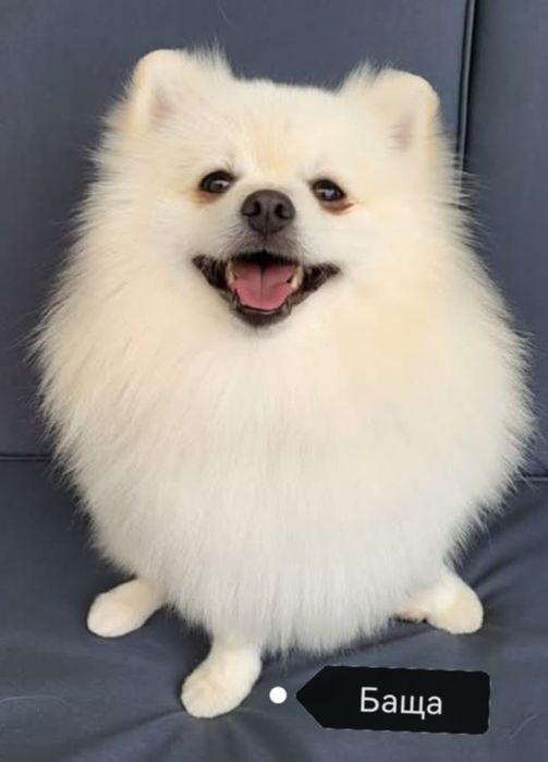 Продавам померан