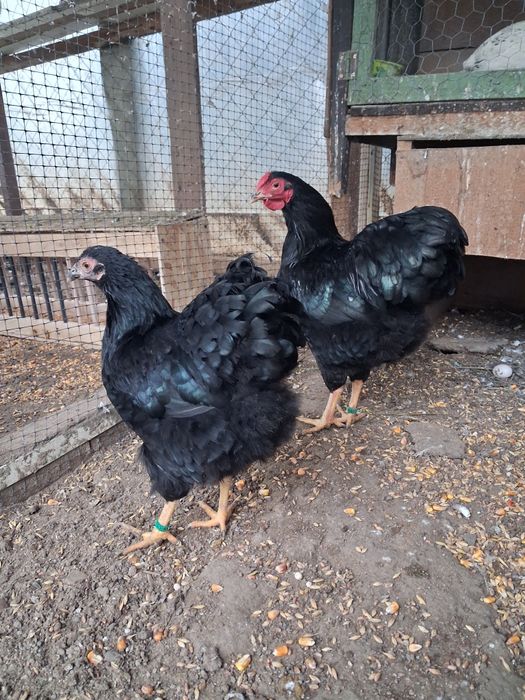 De vânzare porumbei capucini și o pereche de găini  wyandotte pitice!