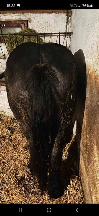 Manza gestanta din bihor