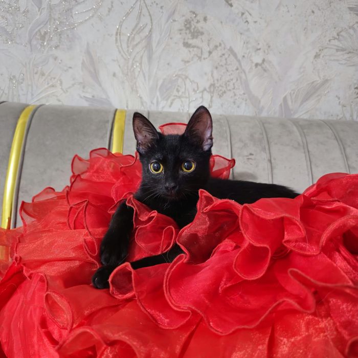 Отдам котенка в добрые руки мальчик и девочка