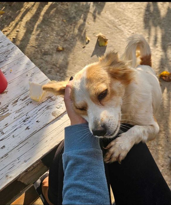 Pet Sitter București. Extra cuddles included