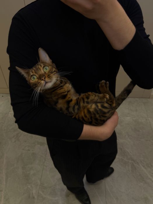 продам бегальскую кошку