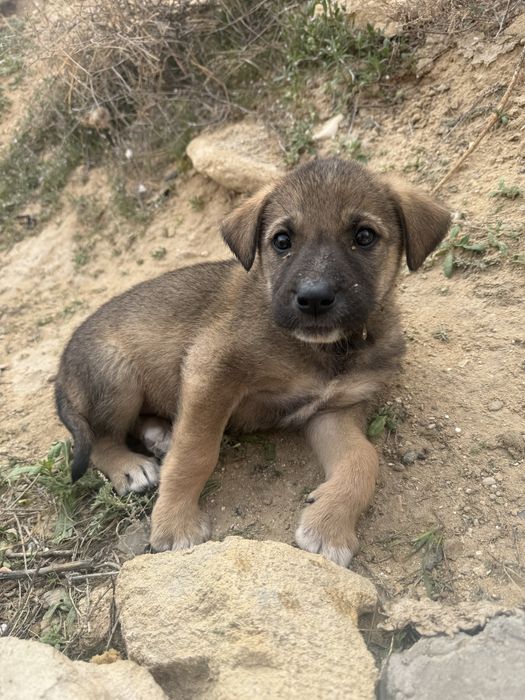 Щенята в Актау добрые руки