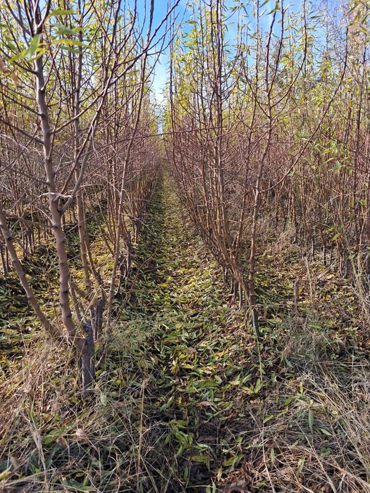 Бадеми късен цъфтеж