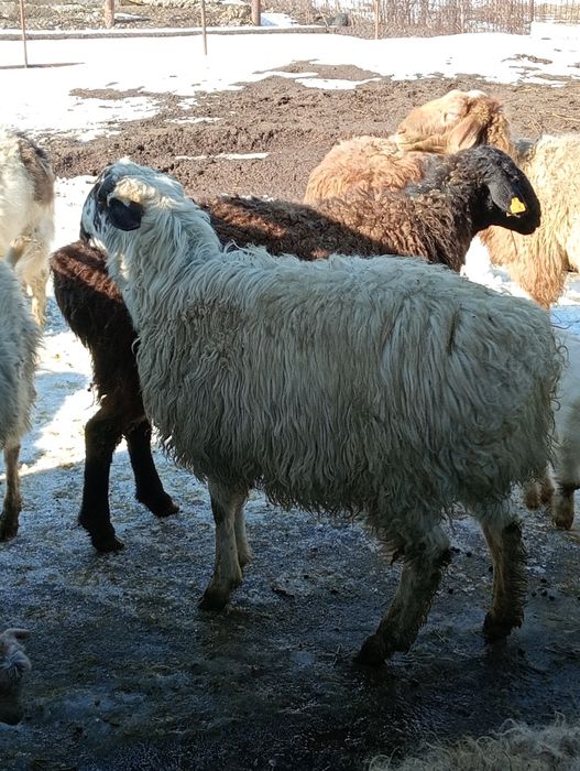 Семіз шібіштер,тоқтылар сатылады.