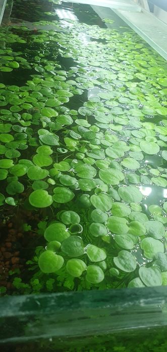 Акаариумные растение