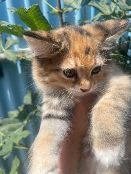 Отдам двух кошечек