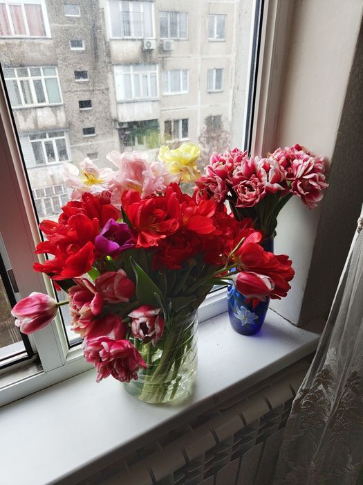 Продам тюльпаны 200 шт