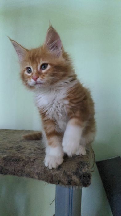 Продам котят мейн-кун