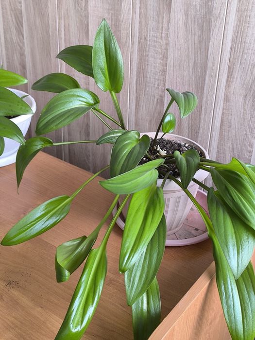 Цветы для офиса, школы, дома