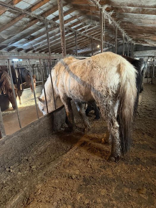 Соғым тай бие байтал құнан дөнен