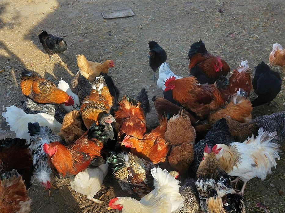 Несушки, цыплята продются