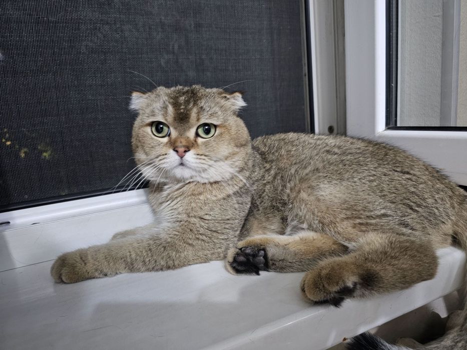 Кот на вязку  Золотистый шиншилла