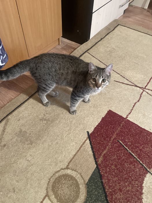 Бесплатно отдам кошка