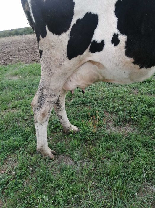 De vânzare vacă holstain.