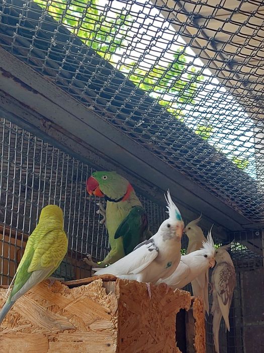 Александрийский попугай