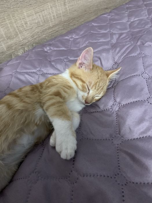 Подарявам Коте на  година и половина кастрирано