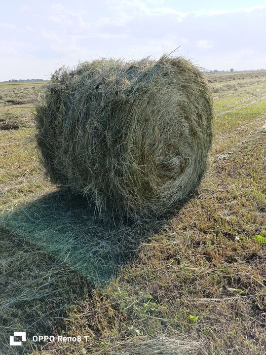 Сено луговое . рулон