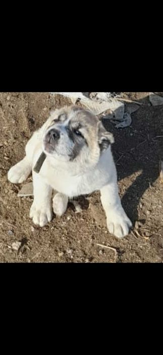 Щенки Алабая 2,5  месяца