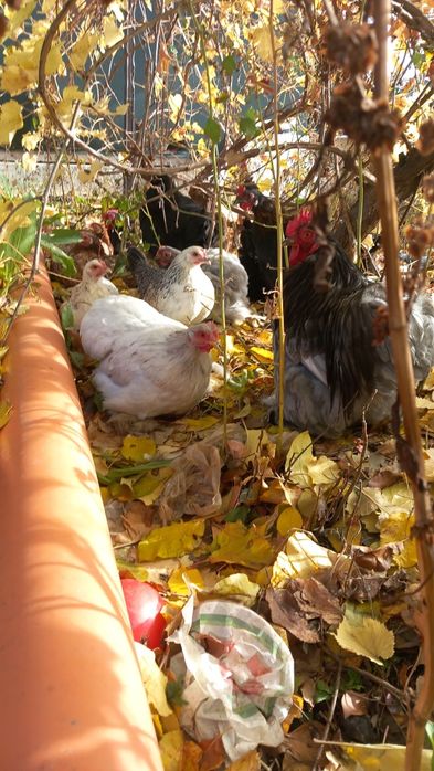 Oua incubat gaini pitice