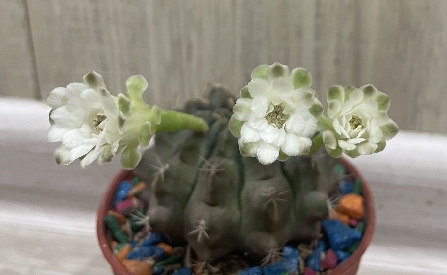 Кактусы цветущие гимнокалициум и эхинопсис