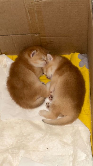 Чистокровная золотая шиншилла