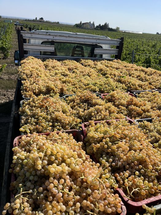 Struguri de vin PRODUCATOR