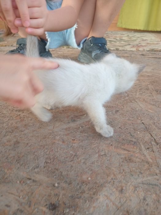 Котёнок бесплатно