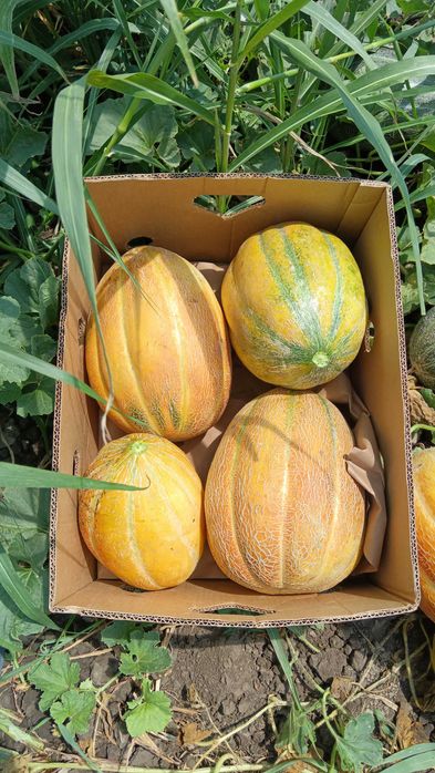 Vând pepeni    caristan cantitate 80-100 tone și galben