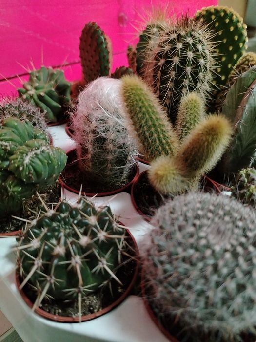 Кактусы новое поступление