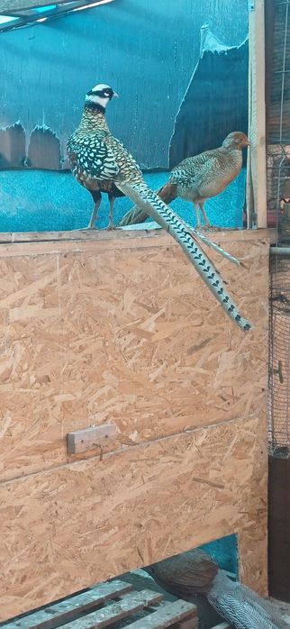 Masculi de un an din mai multe rase