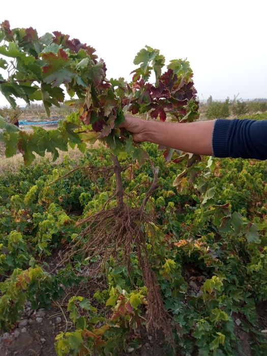 Фаргона узум ку́чатлари сотилади дехкончилик